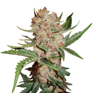 Bubblelicious Automatic fem (Nirvana Seeds) семена конопли
