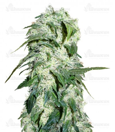 Himalaya Gold (GHS) семена конопли