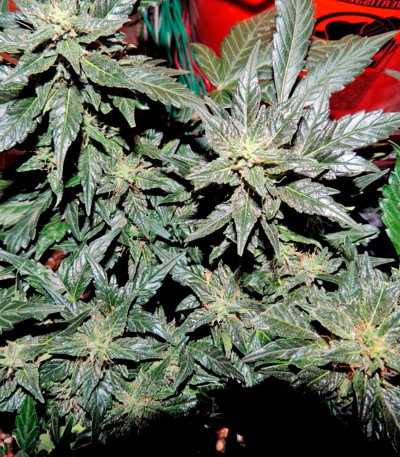 Pakistan Ryder auto fem (World of Seeds) семена конопли — изображение 4