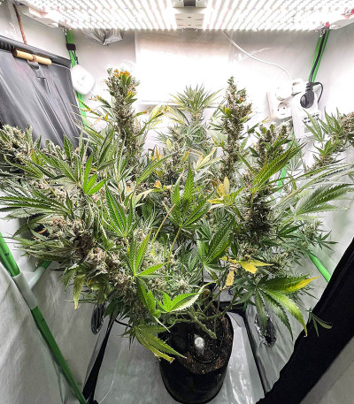 Sugar Black Rose Early Version fem (Delicious Seeds) семена конопли — изображение 4