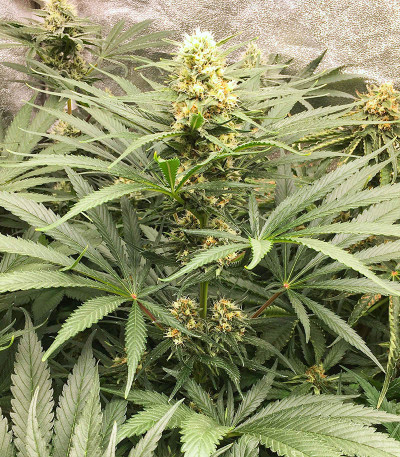 Sugar Black Rose Early Version fem (Delicious Seeds) семена конопли — изображение 6