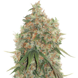 Arjan's Strawberry Haze fem (GHS) семена конопли