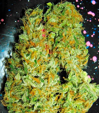 Семена сорта Aurora Indica regular (Nirvana Seeds)