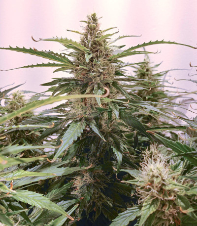 Auto Super Hash fem (Pyramid Seeds) семена конопли — изображение 4