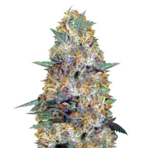 Семена сорта Auto Caramelino (Victory Seeds)