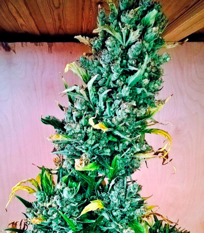 Auto Super Hash fem (Pyramid Seeds) семена конопли — изображение 6