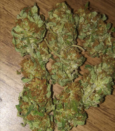 Семена сорта Bruce Banner #3 Fast fem (Original Sensible Seeds) — изображение 3
