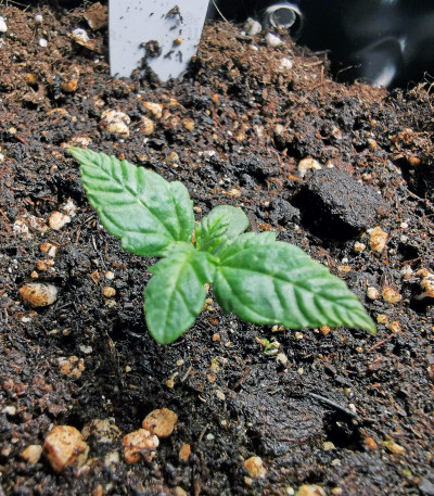 Семена сорта Bruce Banner #3 Fast fem (Original Sensible Seeds) — изображение 2