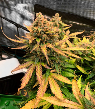 Семена сорта Bruce Banner Auto fem (Monster Genetics) — изображение 4