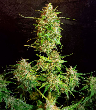 Семена сорта Bruce Banner Auto fem (Monster Genetics) — изображение 5