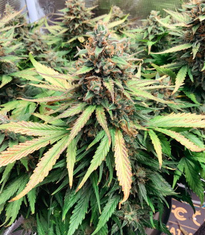 Семена сорта Bruce Banner Auto fem (Monster Genetics) — изображение 7