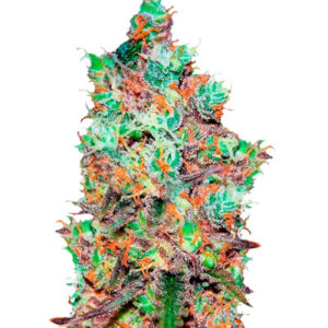 Cotton Candy Kush fem (Delicious Seeds)