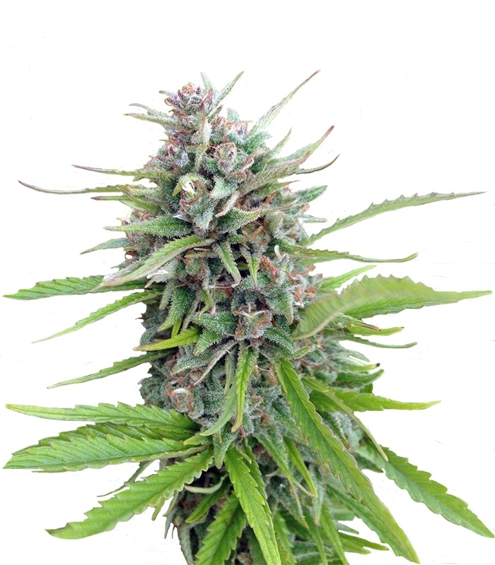 Семена сорта Exodus Cheese fem (GHS)