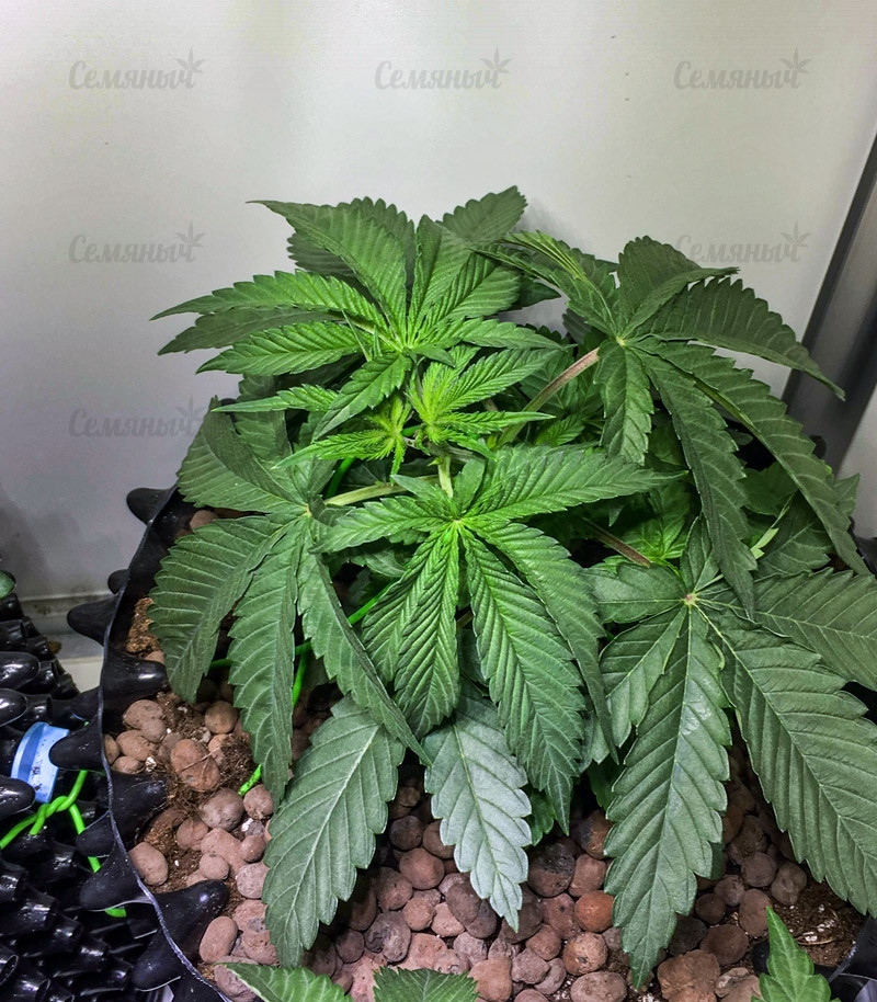 Семена сорта Jagg Kush fem (Delicious Seeds) — изображение 3