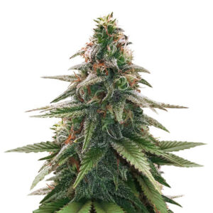 Семена сорта Gorilla Glue #4 fem (Original Sensible Seeds)