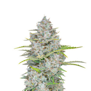 Семена сорта Orange Sherbet Auto fem (FastBuds)