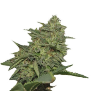 Семена сорта Original Cheese IBL fem (Paradise Seeds)