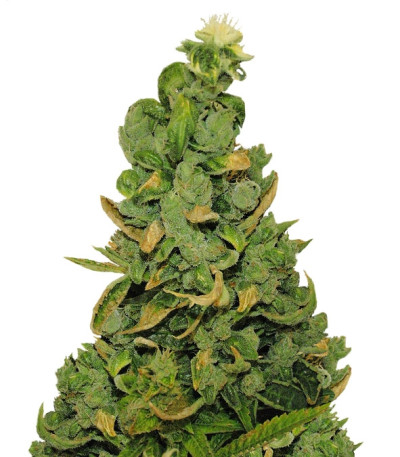 Семена сорта Pineapple Chunk fem (Barney's Farm)