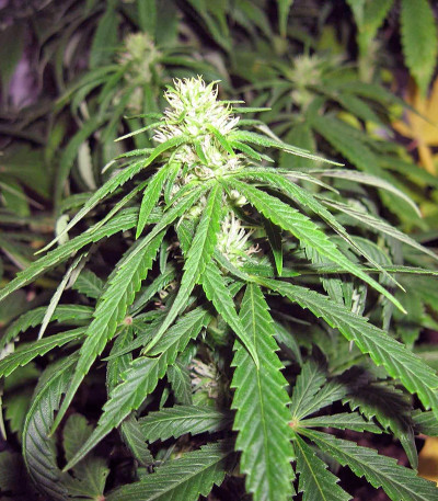 Семена сорта Pineapple Chunk fem (Barney's Farm) — изображение 3