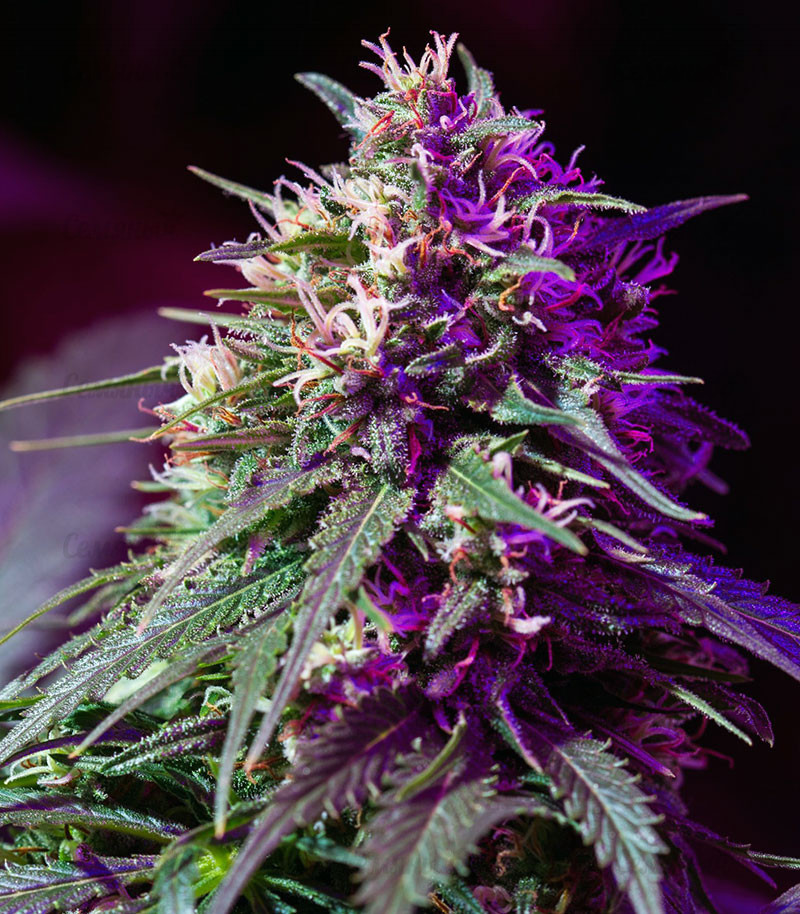 Семена сорта Devil Cream Auto (Sweet Seeds) — изображение 2