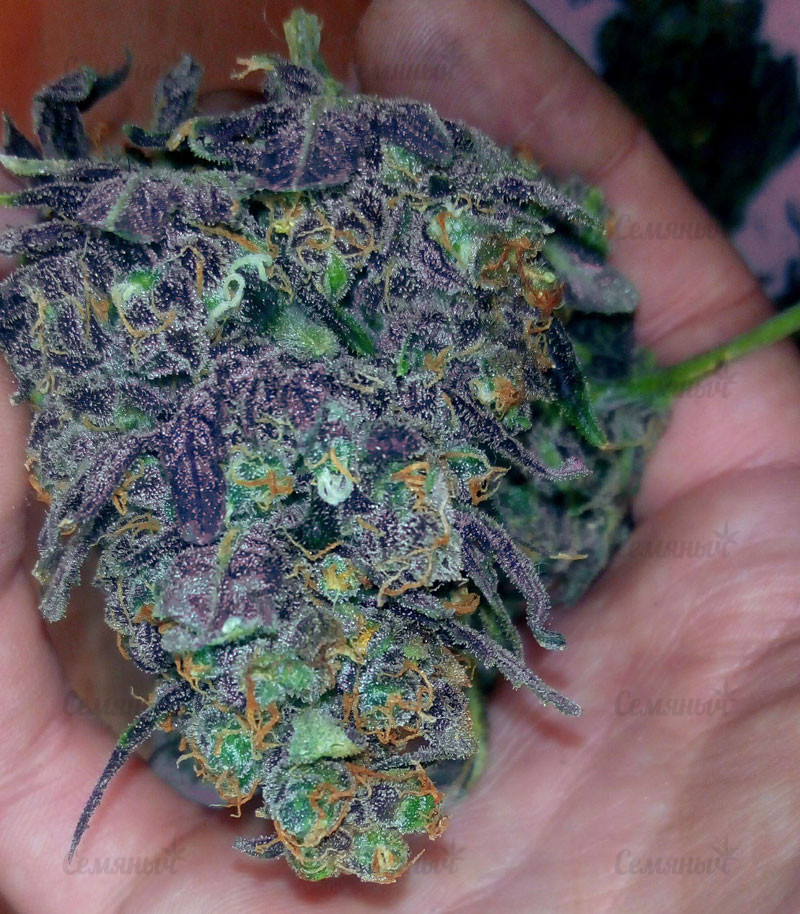 Семена сорта Devil Cream Auto (Sweet Seeds) — изображение 4