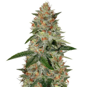 Delicious Candy Early Version fem (Delicious Seeds)