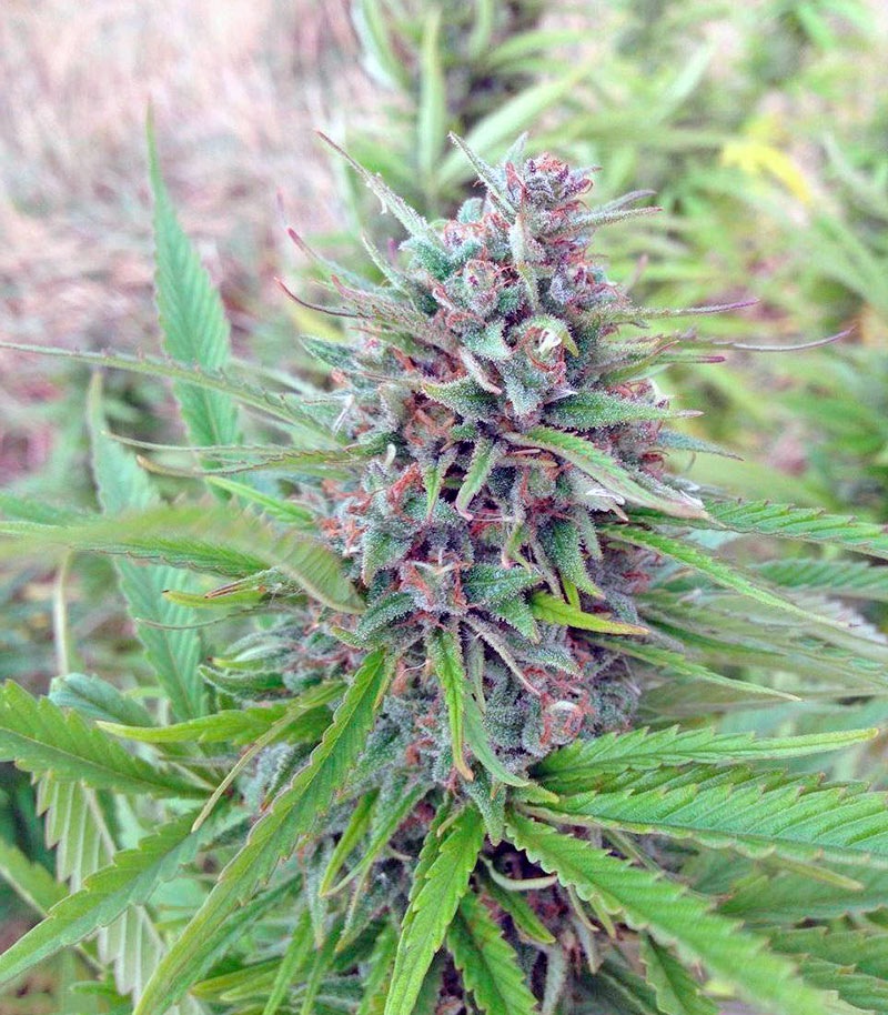Семена сорта Exodus Cheese fem (GHS) — изображение 3