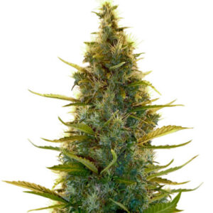 Семена сорта Lowryder auto fem (Doctor's Choise)