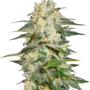 Семена сорта Afghan Kush Ryder auto fem (World of Seeds)
