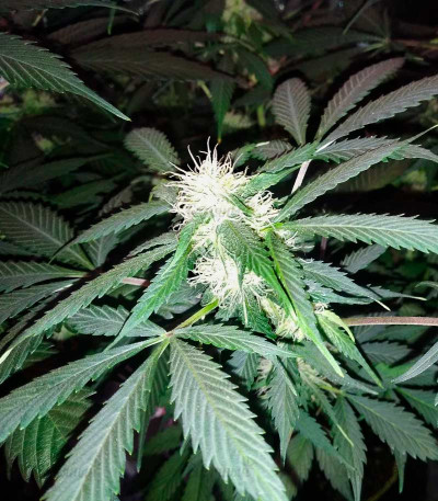 Jackpot Auto fem (Heavyweight Seeds) — изображение 3