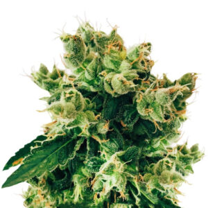Amnesia Lemon fem (Barney's Farm)