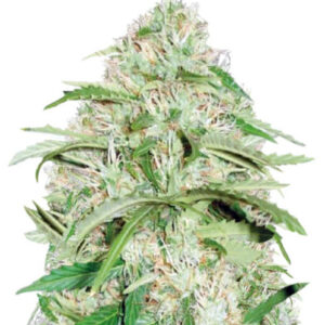 Auto Super Mazar fem (Victory Seeds)