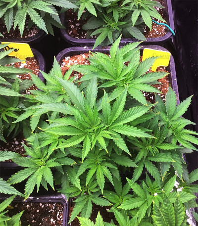 Monster Profit fem (Heavyweight Seeds) — изображение 3