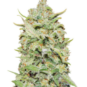 Семена сорта Peyote Critical fem (Barney's Farm)