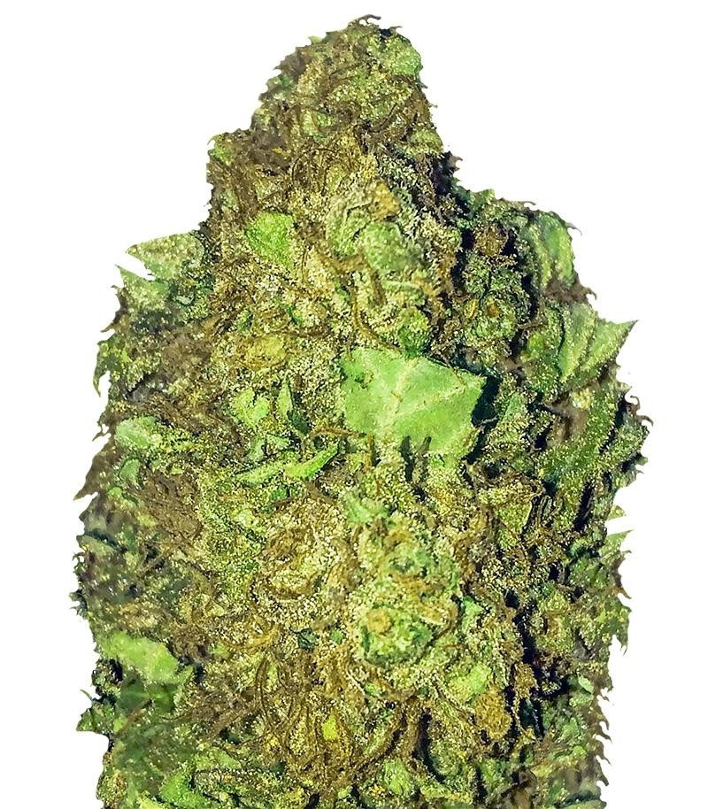 Short & Sweet Auto fem (Heavyweight Seeds)