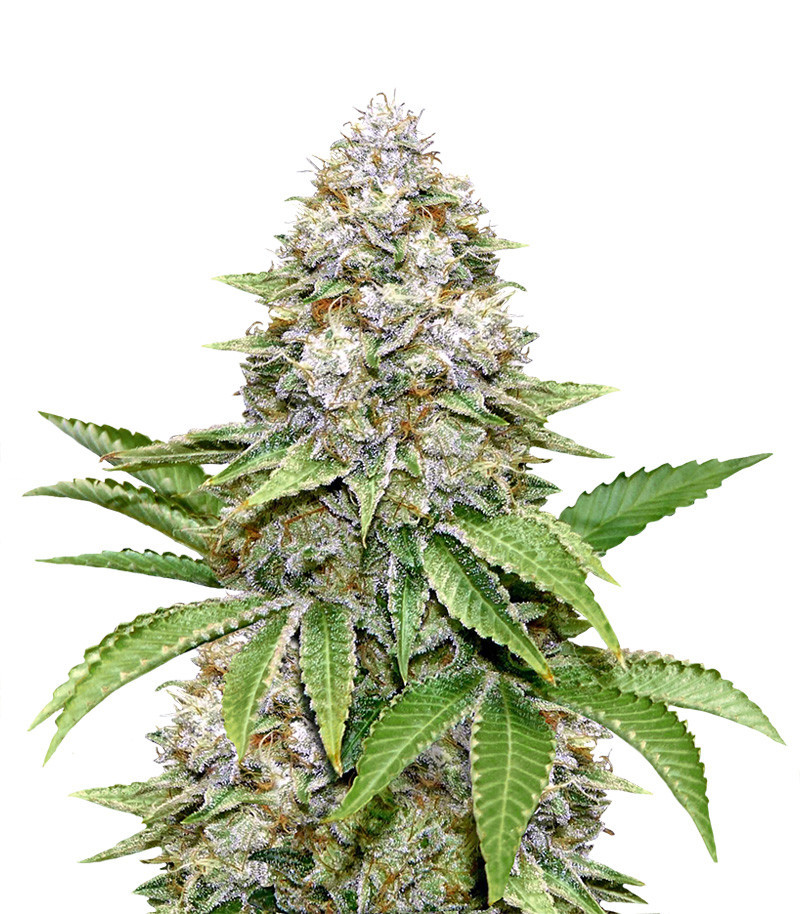 Семена сорта Bruce Banner #3 Fast fem (Original Sensible Seeds)