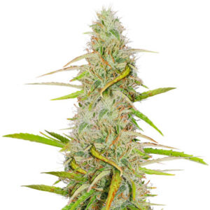 Семена сорта Girl Scout Cookies Auto fem (Nirvana Seeds)