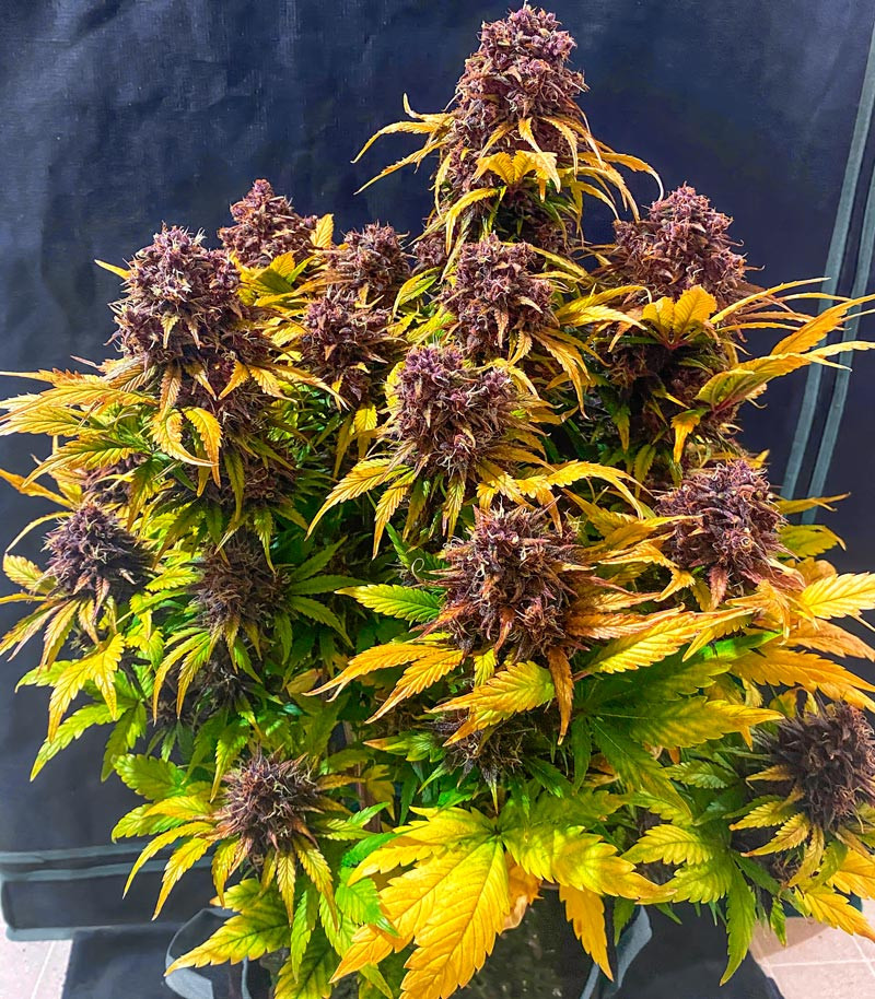 Purple Juice Auto fem (Herbies Seeds) — изображение 4