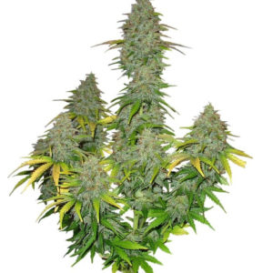 Семена сорта Fast Bud Auto fem (Sweet Seeds)