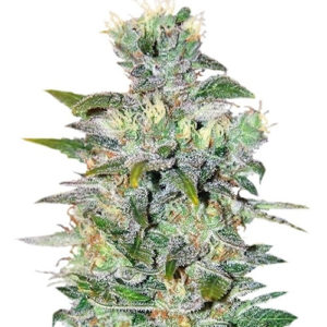 Семена сорта Space fem (World of Seeds)