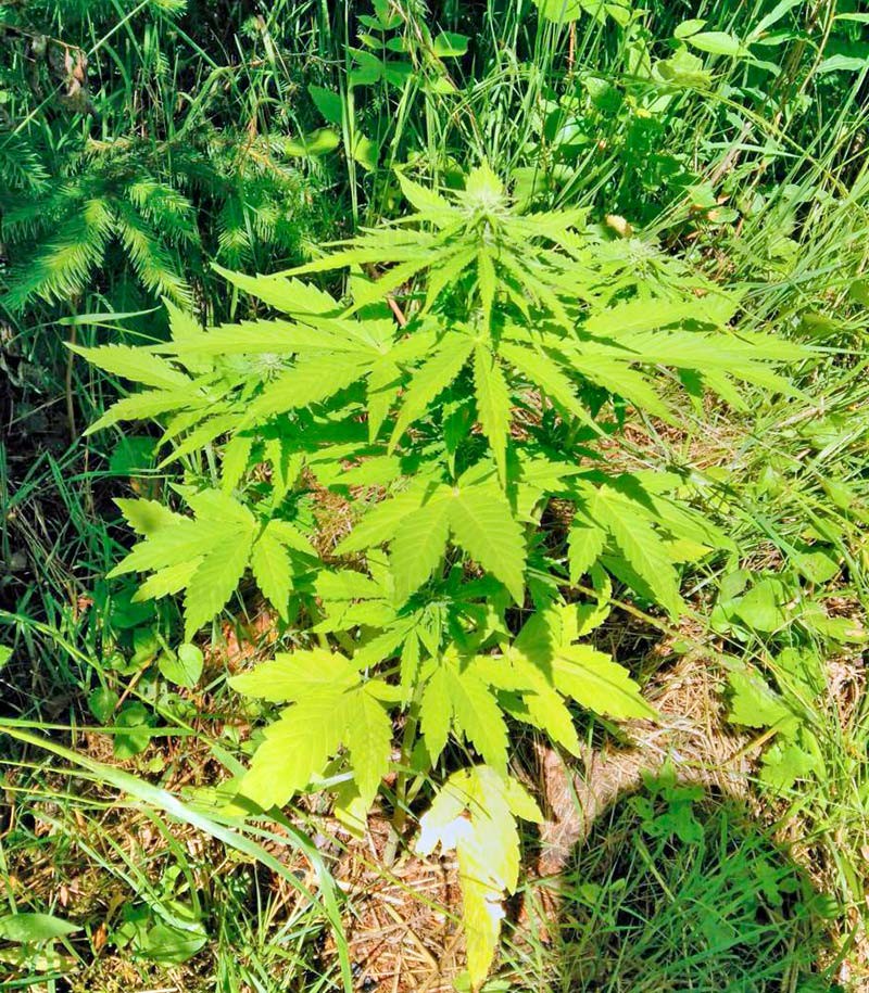 Auto Afghan Mass fem (00 Seeds) семена конопли — изображение 4