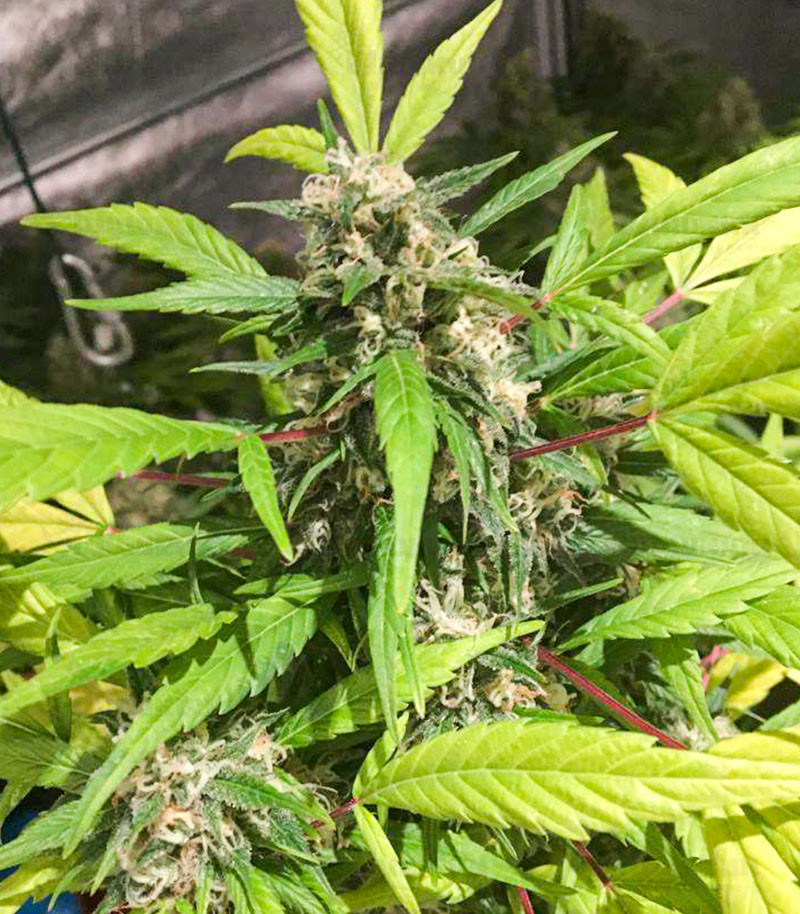 Baikal Express fem (Kalashnikov Seeds) семена конопли — изображение 3