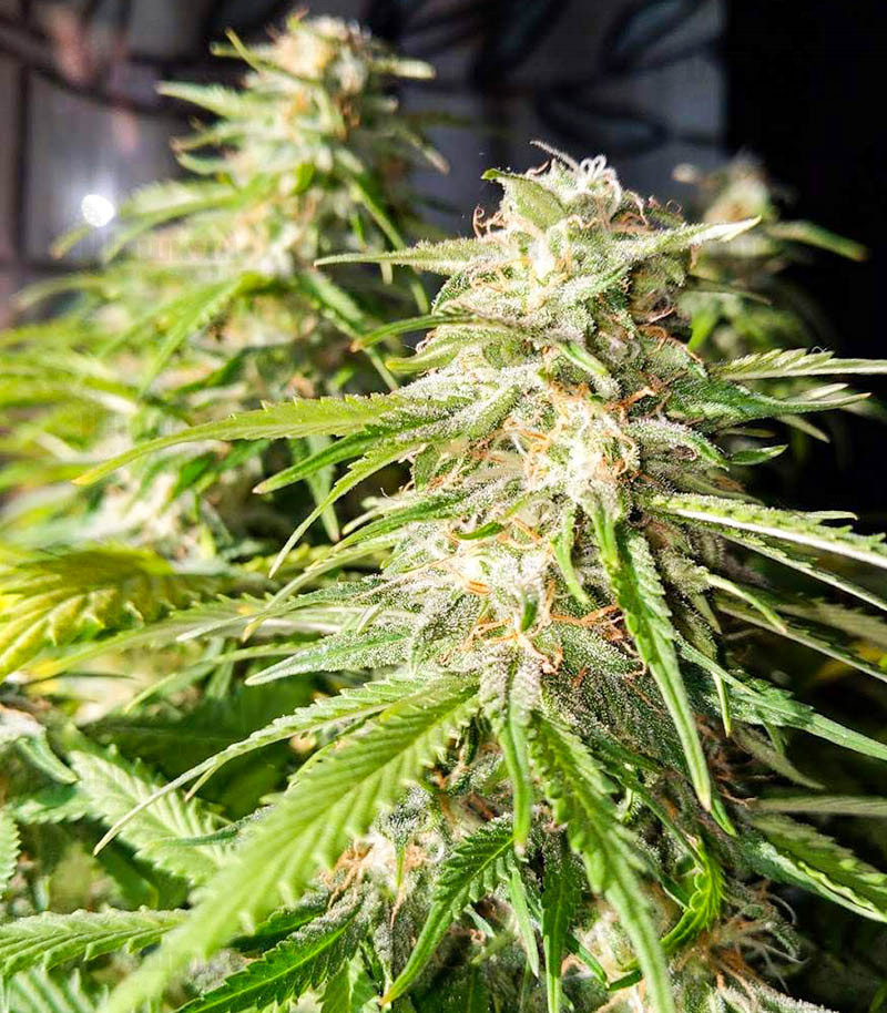 Baikal Express fem (Kalashnikov Seeds) семена конопли — изображение 2