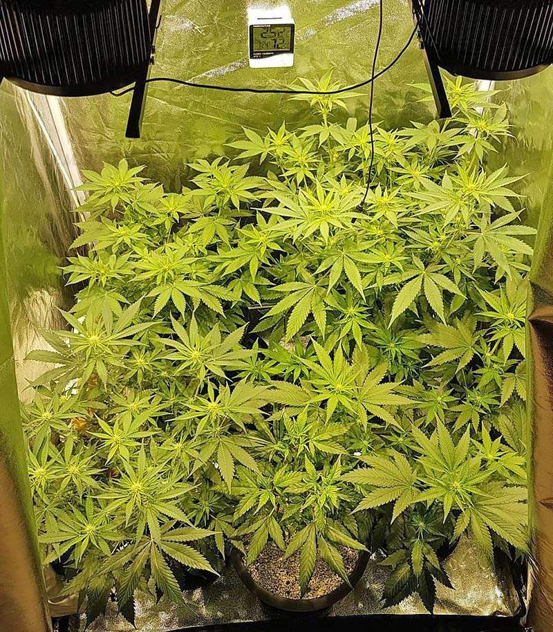 Big Bud fem (Vision Seeds) семена конопли — изображение 2