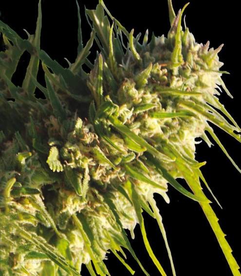 Critical Impact fem (Vision Seeds) семена конопли — изображение 3