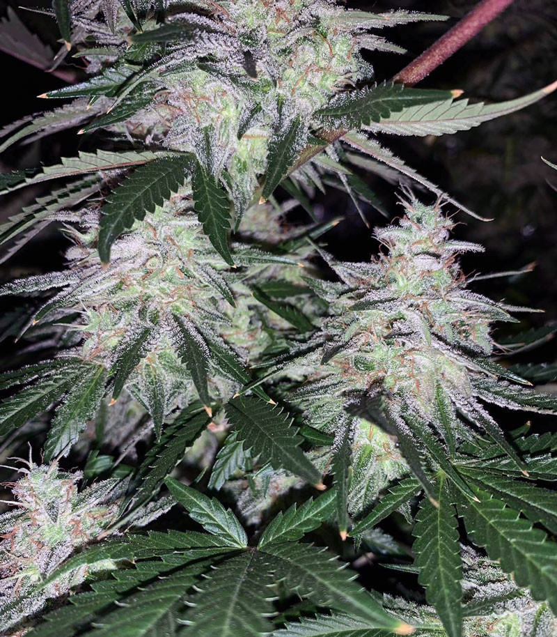 Семена сорта Sweet ZZ fem (Sweet Zkittlez) (RQS) — изображение 2