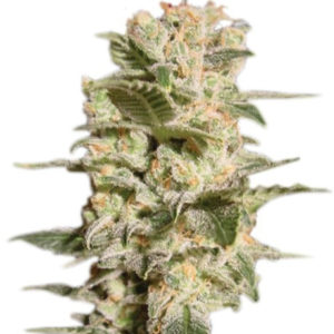 Belladonna fem (Paradise Seeds) семена конопли