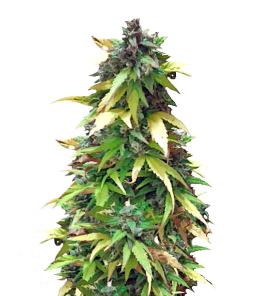 Critical Impact fem (Vision Seeds) семена конопли
