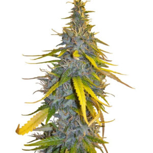 S.A.D. Sweet Afgani Delicious S1 fem (Sweet Seeds) семена конопли