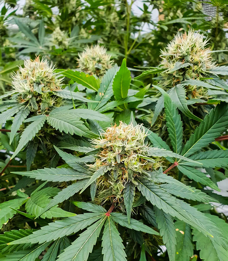 Семена сорта Stromboli Auto fem (Paradise Seeds) — изображение 3